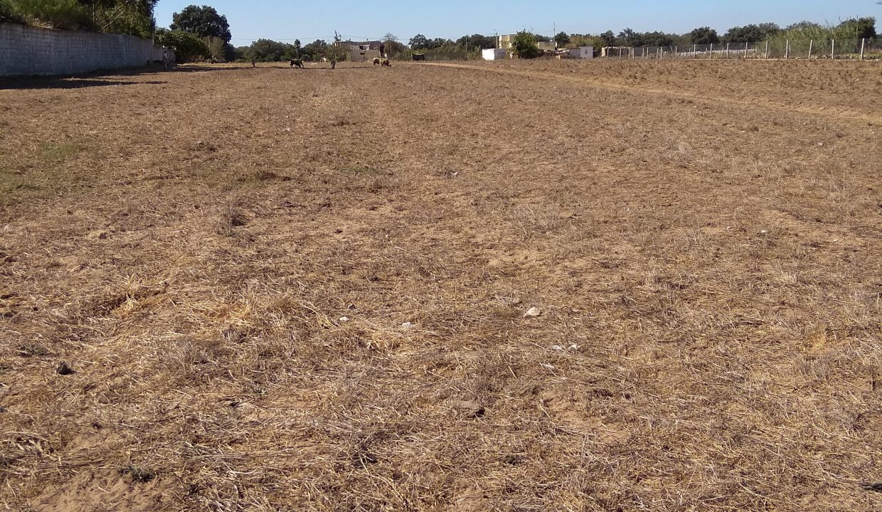photo du terrain